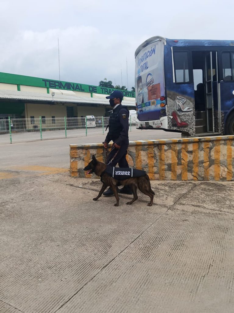 Binomios caninos de la SSyPC resguardan terminal de corto recorrido de Tuxlta Gutiérrez