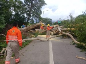 Protección Civil de Tapachula atiende árbol caído en la carretera a Puerto Madero