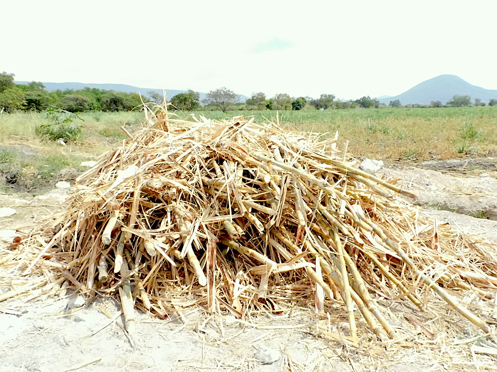 Resíduos de cosecha con bioinsumos agrícolas alternativa a químicos